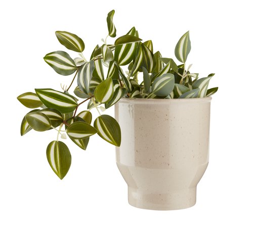 Blumentopf ADAM Ø15xH17cm beige JYSK