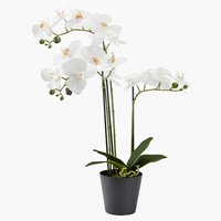Plante artificielle MATINUS H62cm a/fleurs